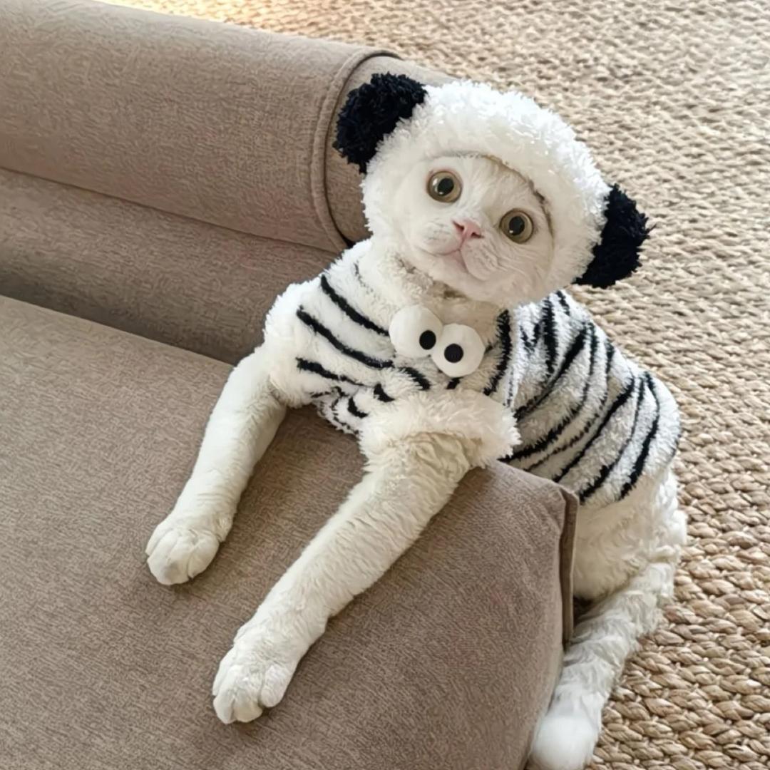 👑（疯狂涨粉版）