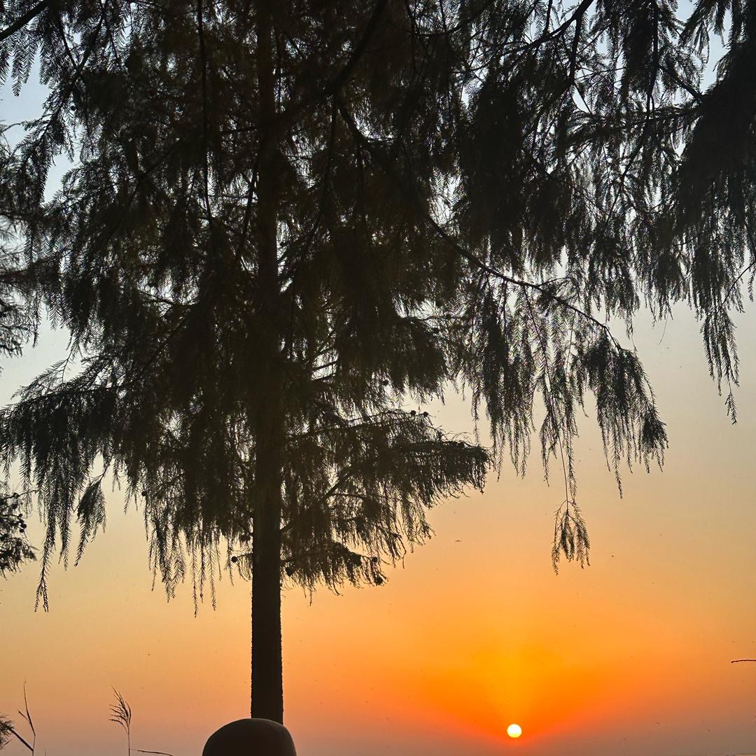 🍃