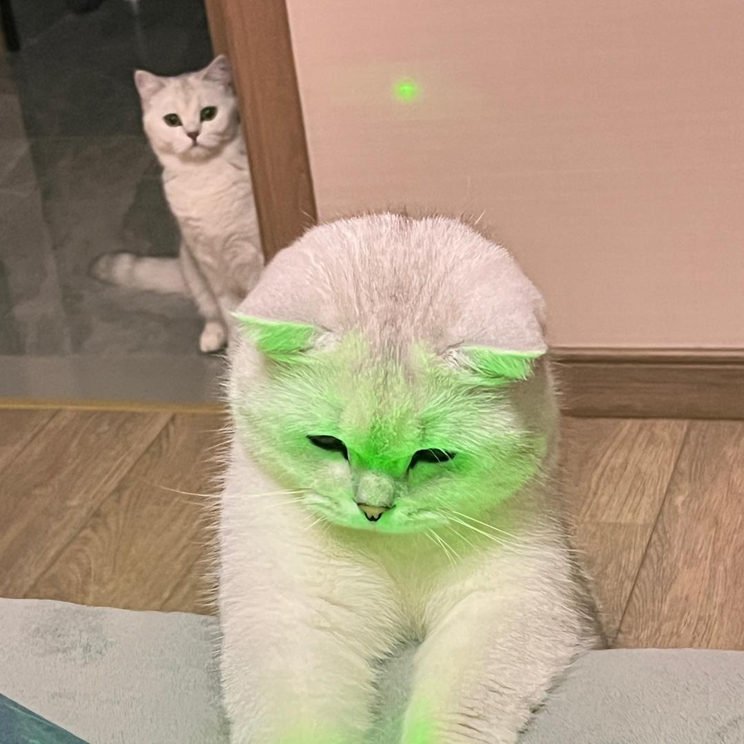 元宝是只淘气猫🐱（亲测版）