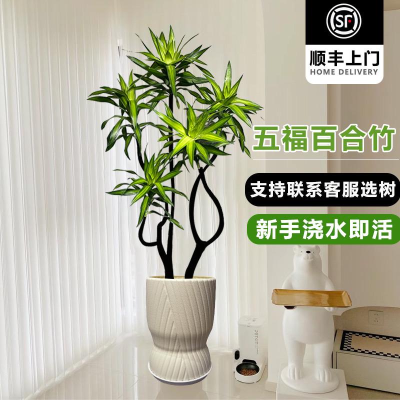 芊雅精品大型园艺