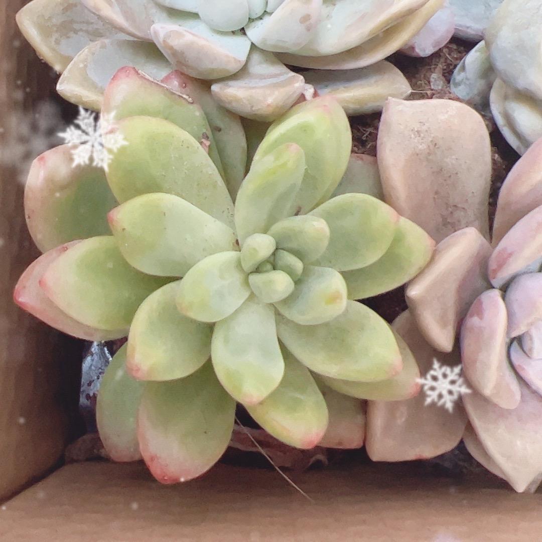 花梦谷绿植园艺