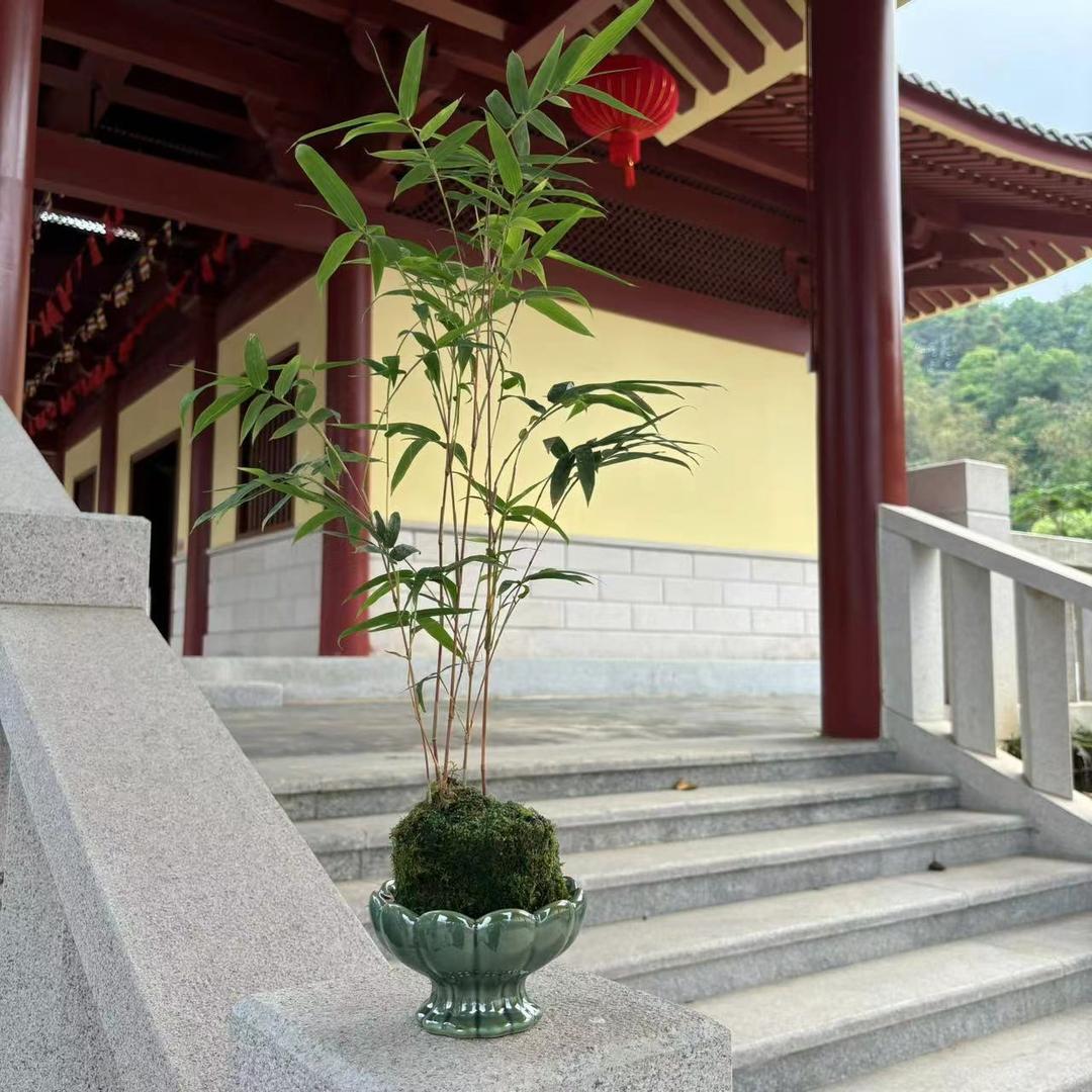 竹海时光