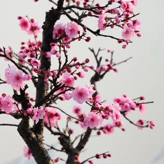 Fari（丹丹）