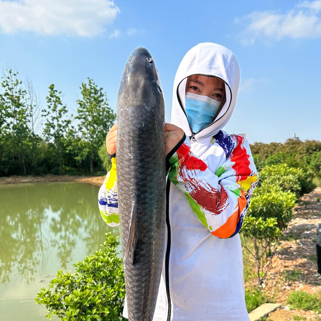 大帝钓场云豆豆甄选