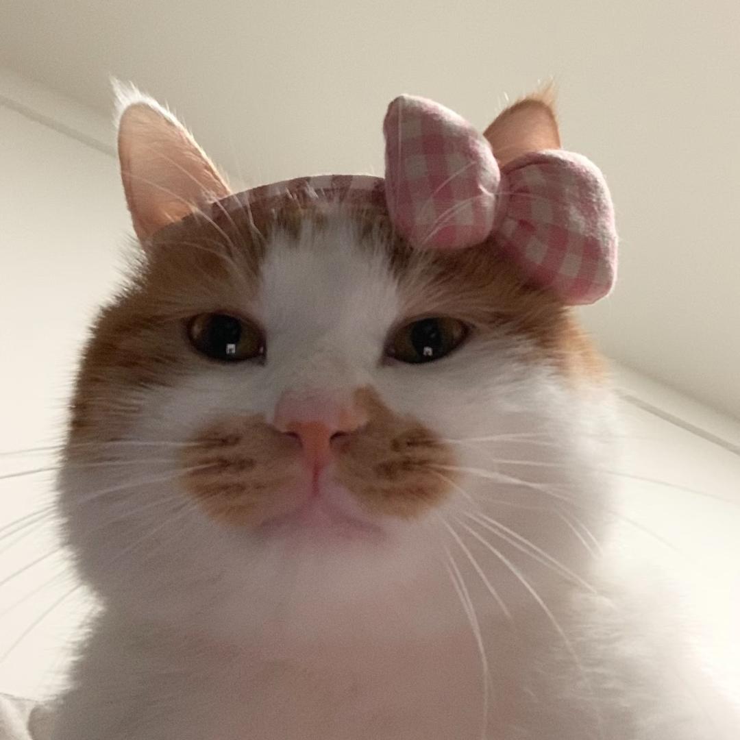 下辈子想做一条喵