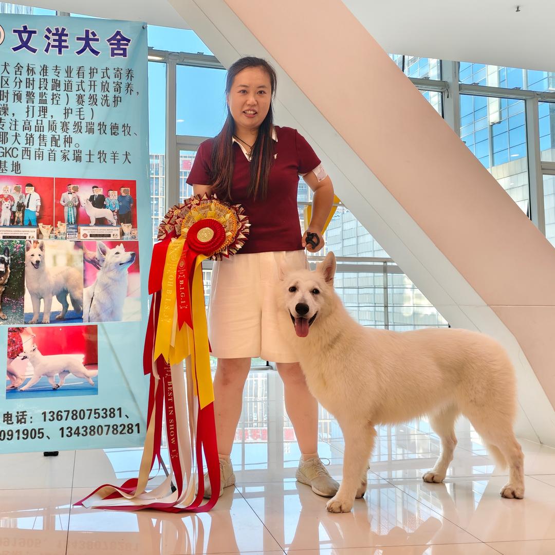 可乐家瑞士牧羊犬德牧（深白色犬舍买狗私V