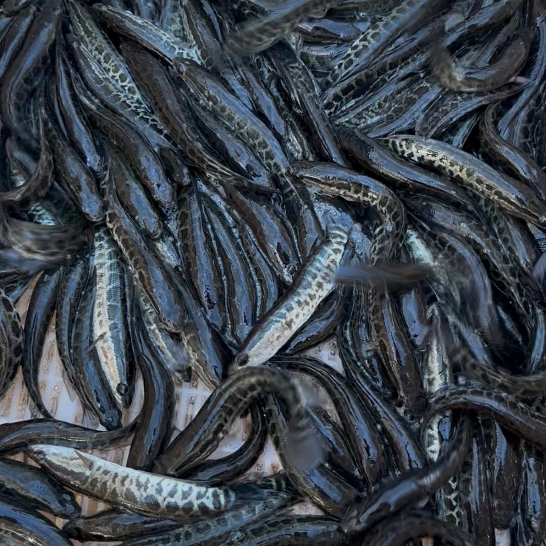 黑鱼水产养殖孵化基地