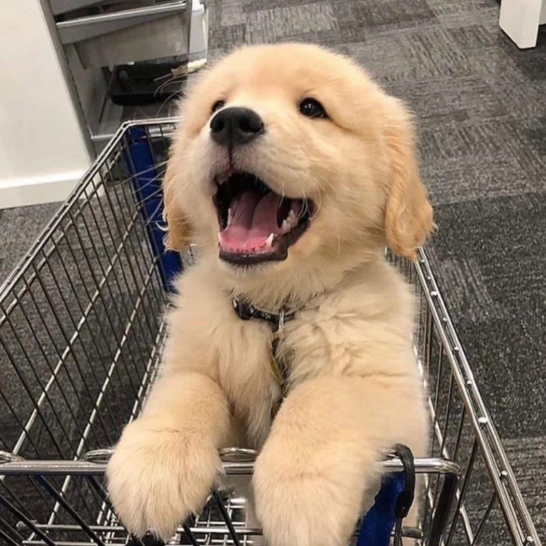 江鱼腹中