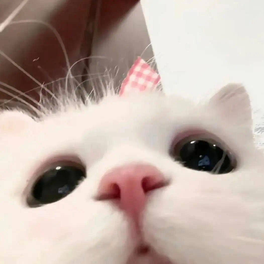 圆鑫