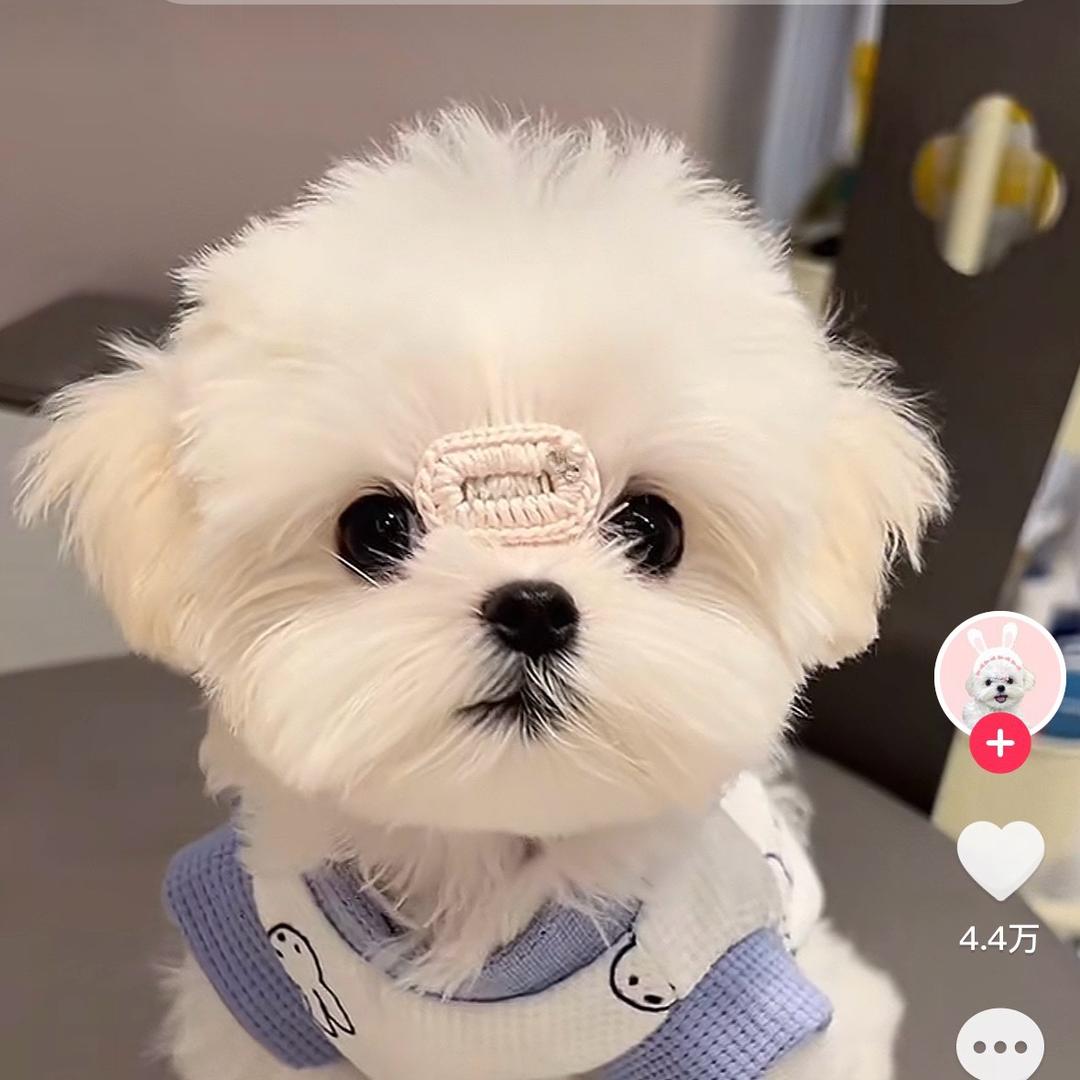 蟹蟹.