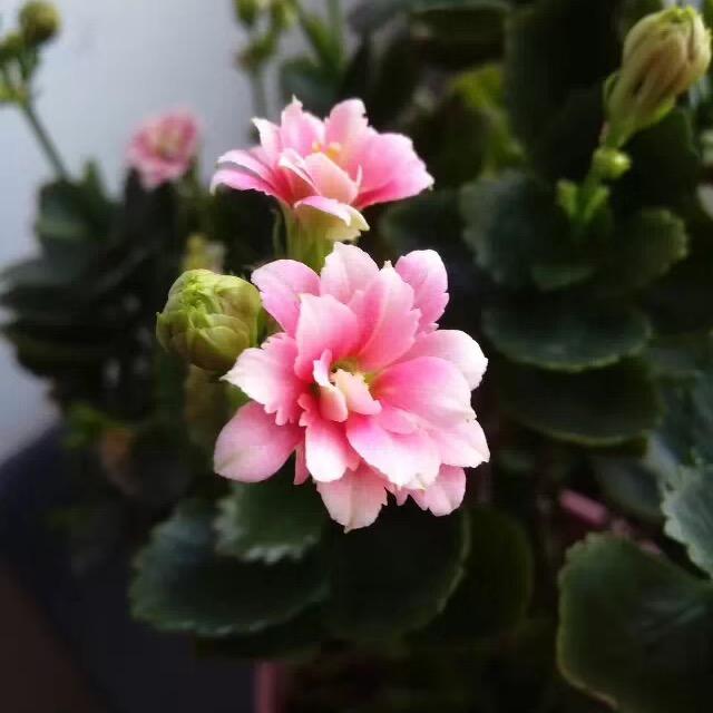 佐佐ꚸ佑佑