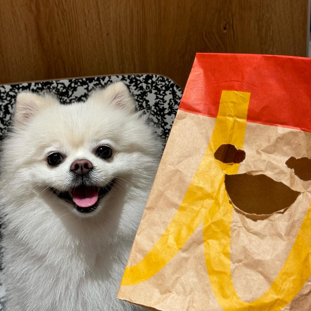 雪墩墩的两脚兽