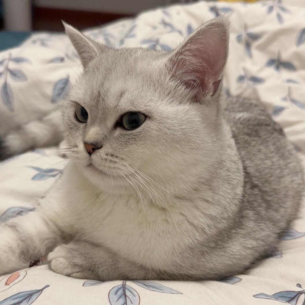 十一是只小猫咪