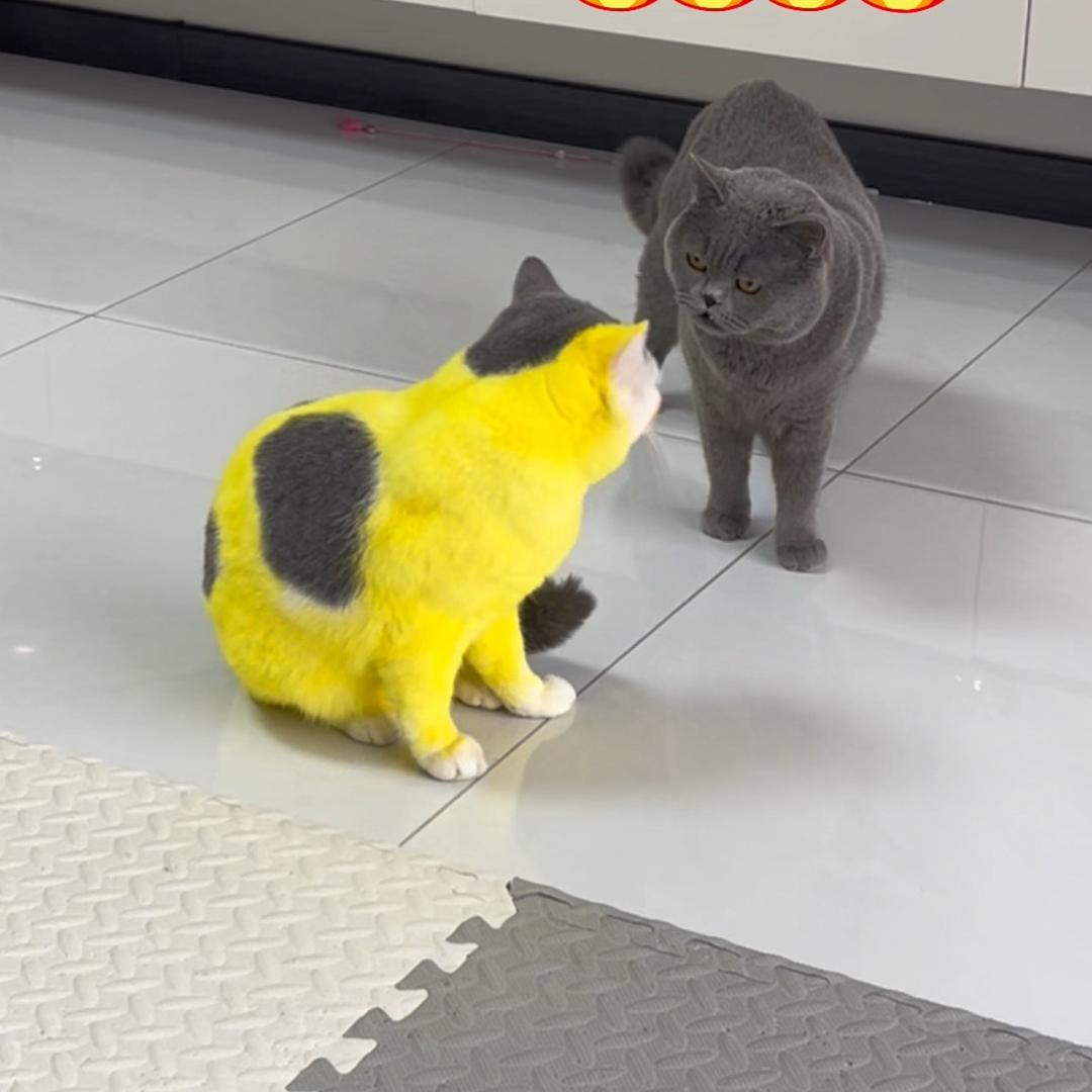 西咪和十一