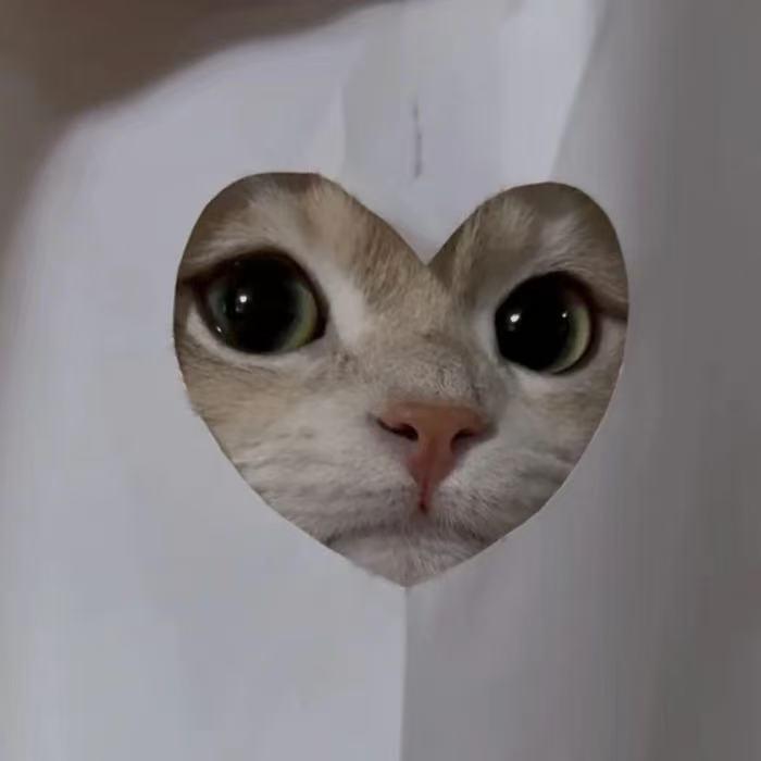 猫巷渔未归