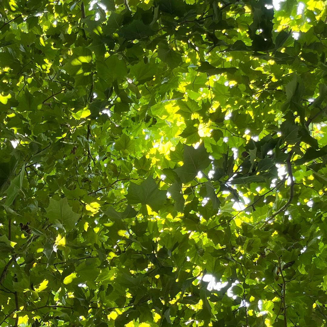 小小