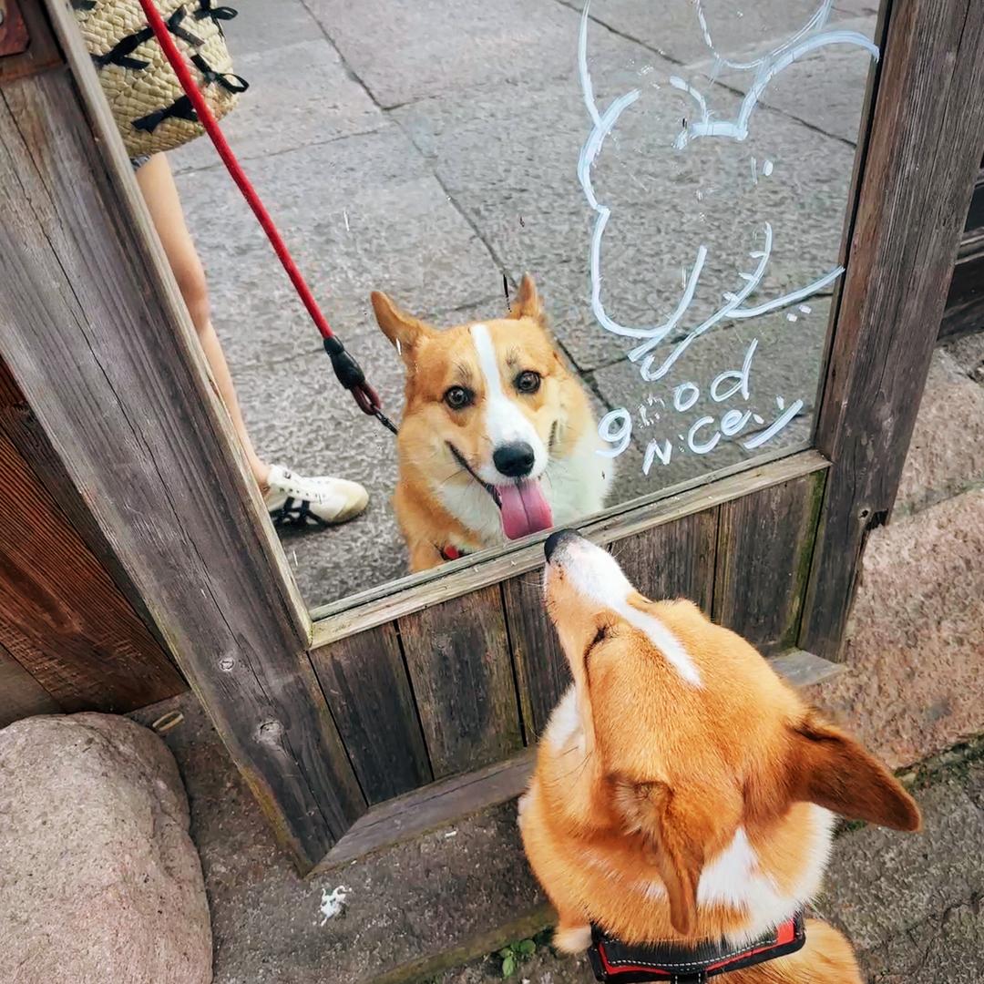 修狗柯基·靓仔