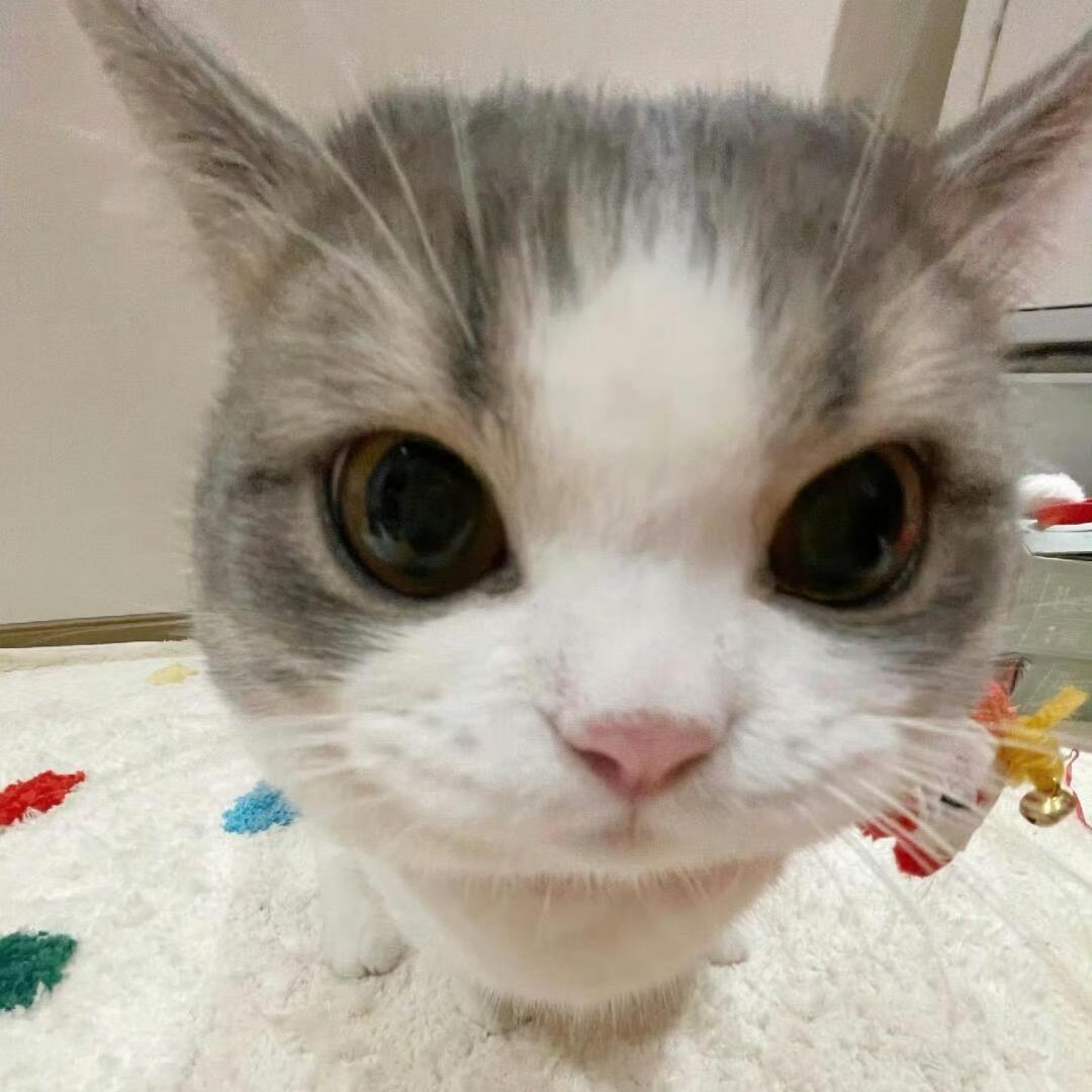 小猫呼噜噜