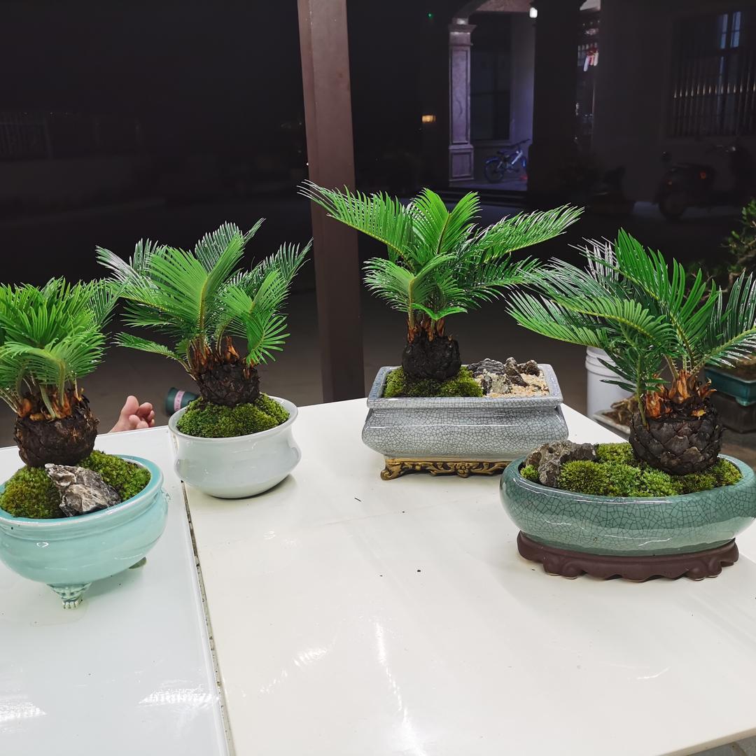 春地铁树盆景批发