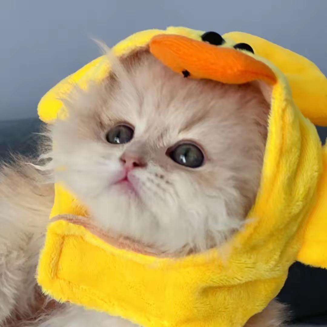 绿桂