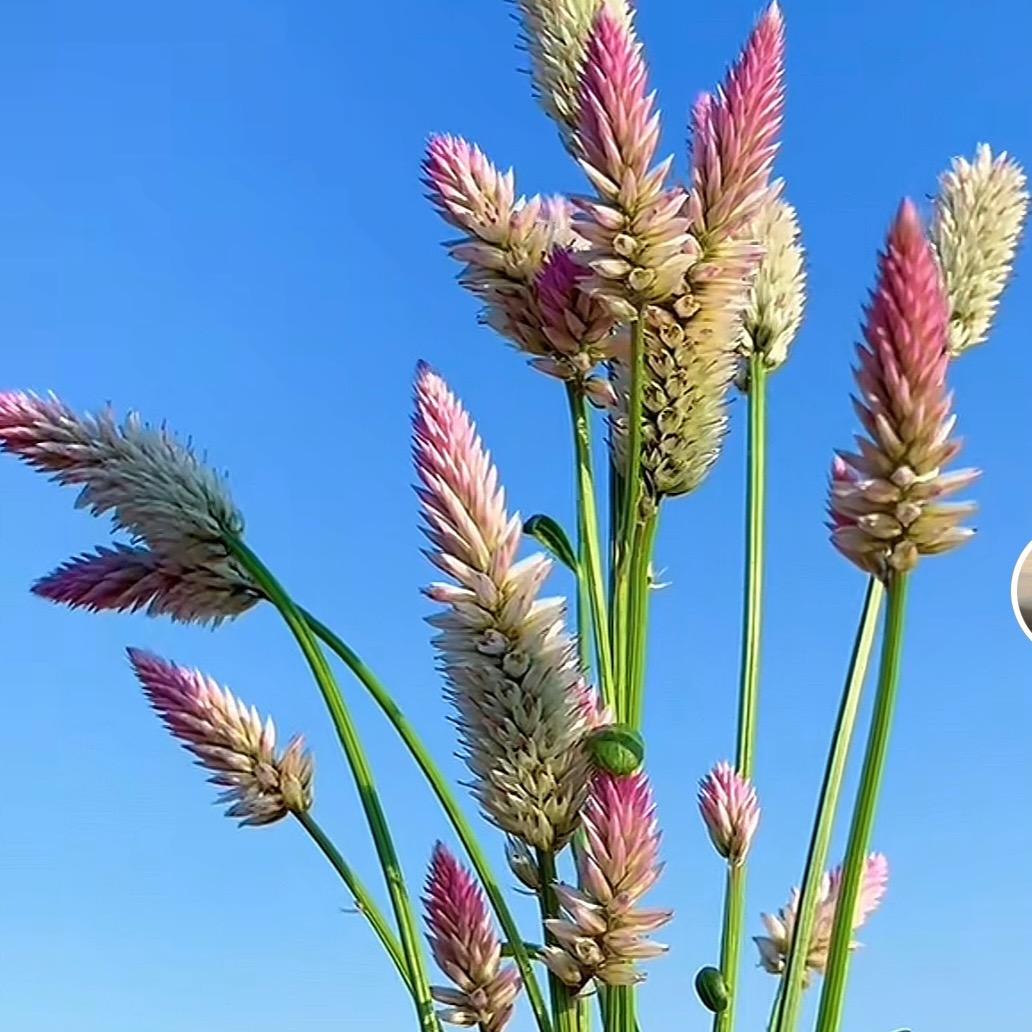 ʕ🍀重生💞草🌷