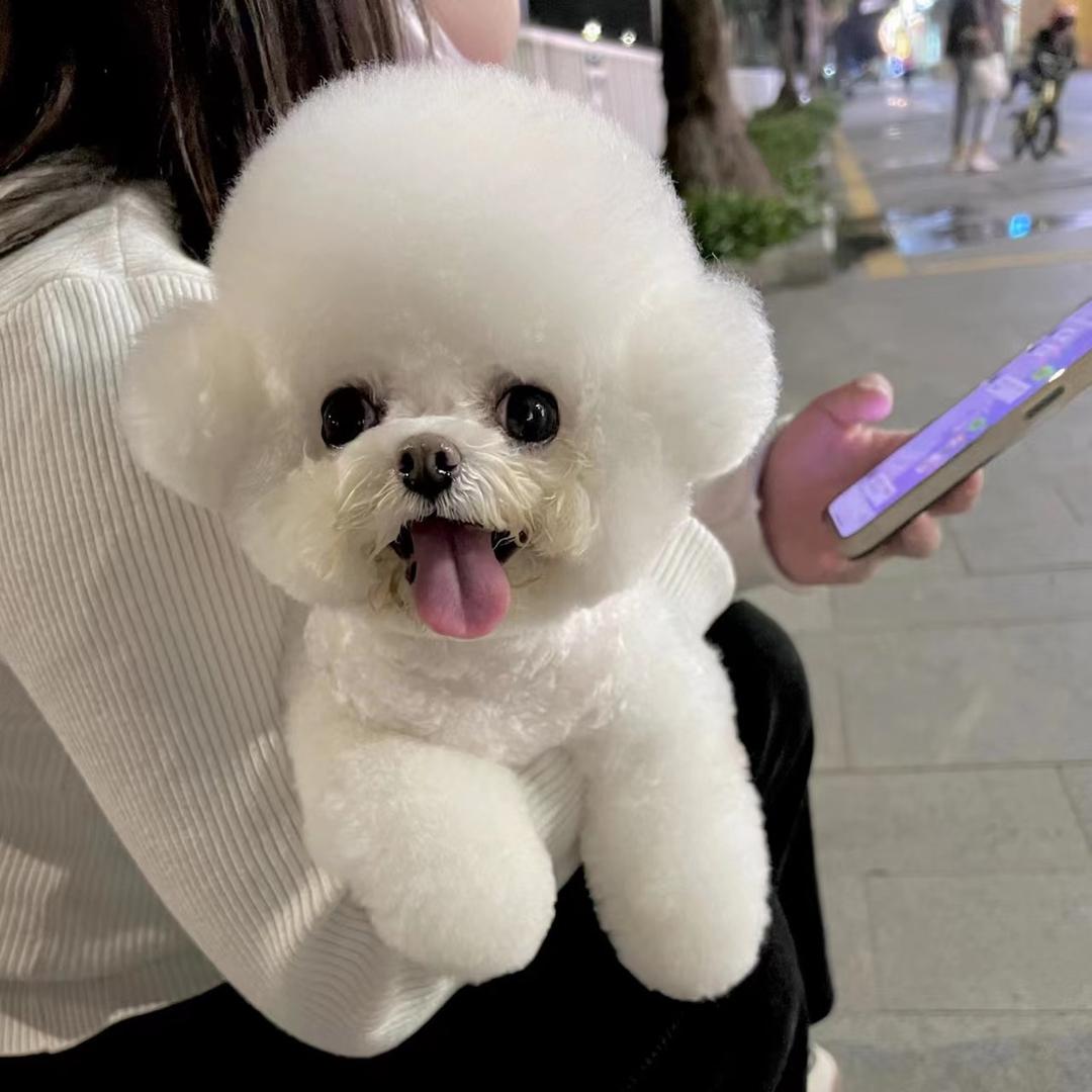 熊本熊🐶
