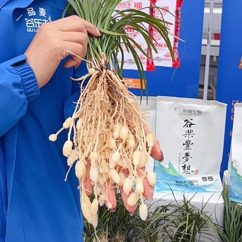 果粒陈(谷乐丰)生态麦冬种植技术推广