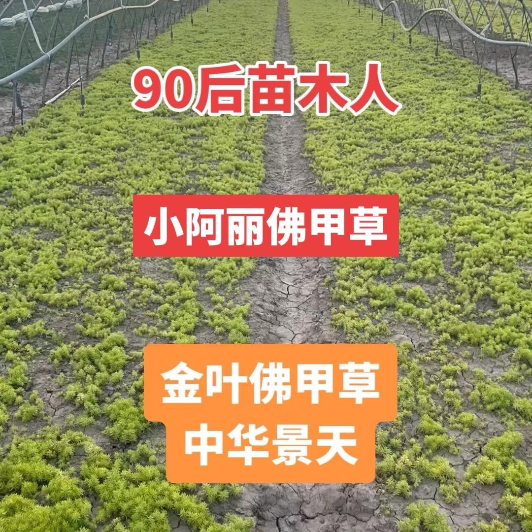 小阿丽佛甲草🌿🌿