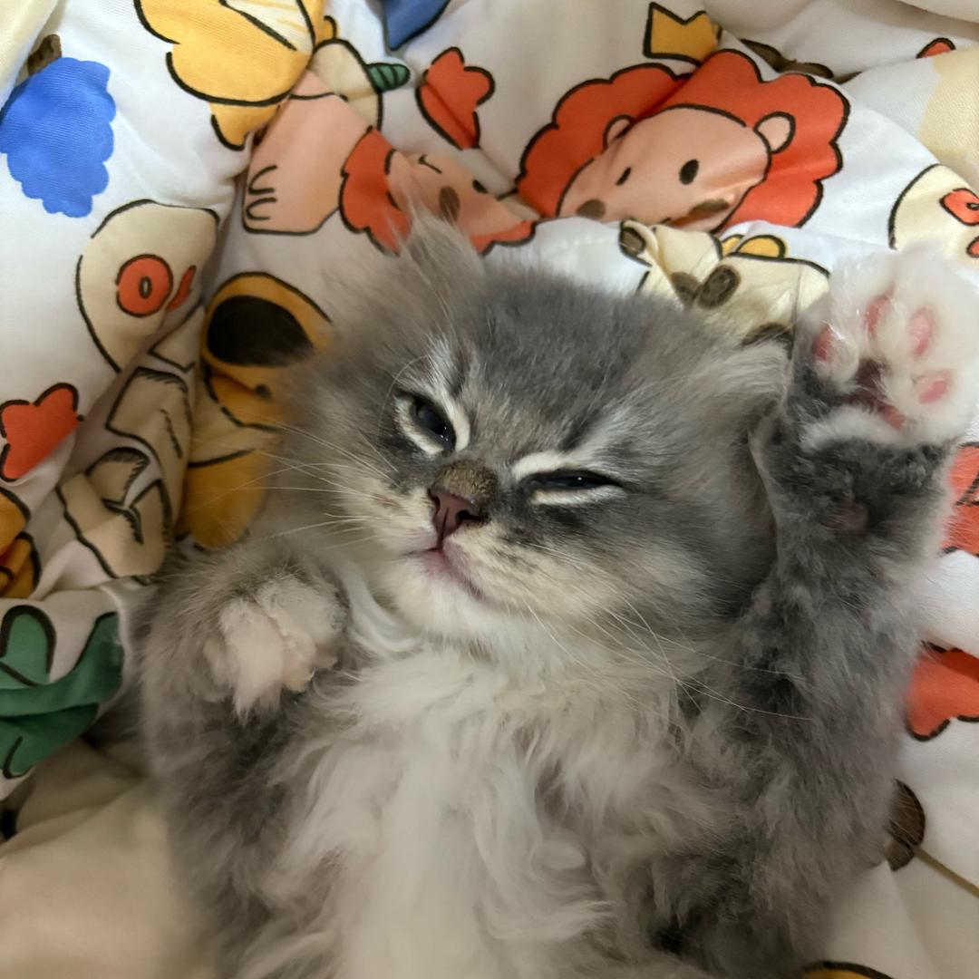 酸哦梨