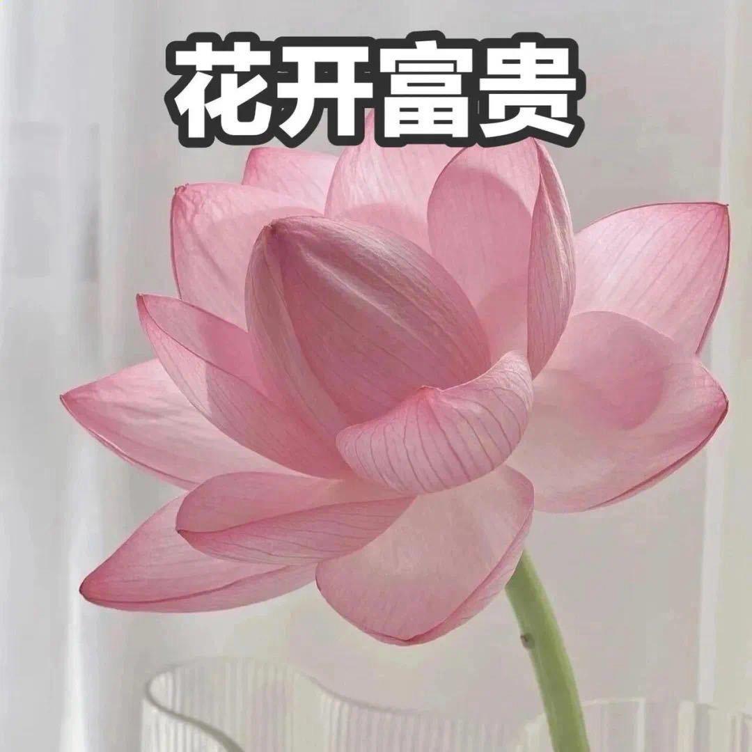 安静小狗（疯狂study版）