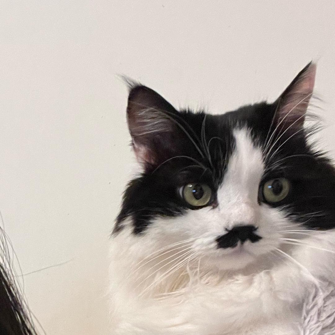 COCO