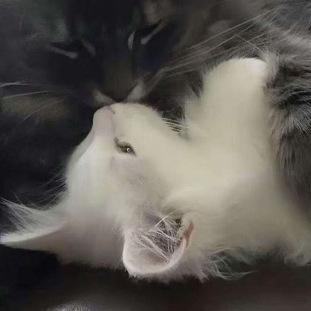 猫七曦