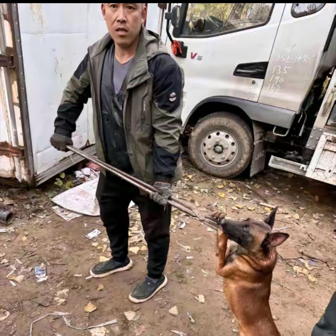 AAA专业套狗