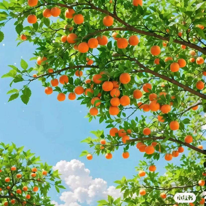 向阳花🌻