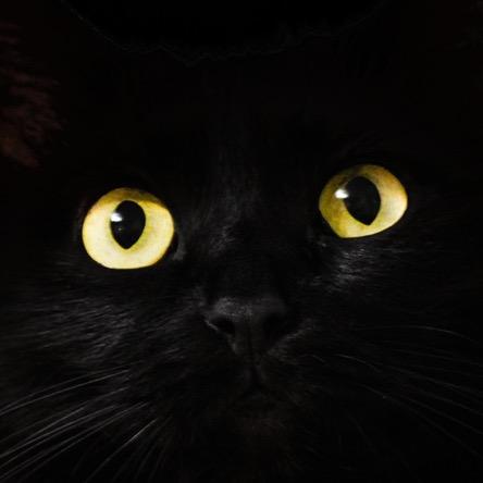 黑猫电影