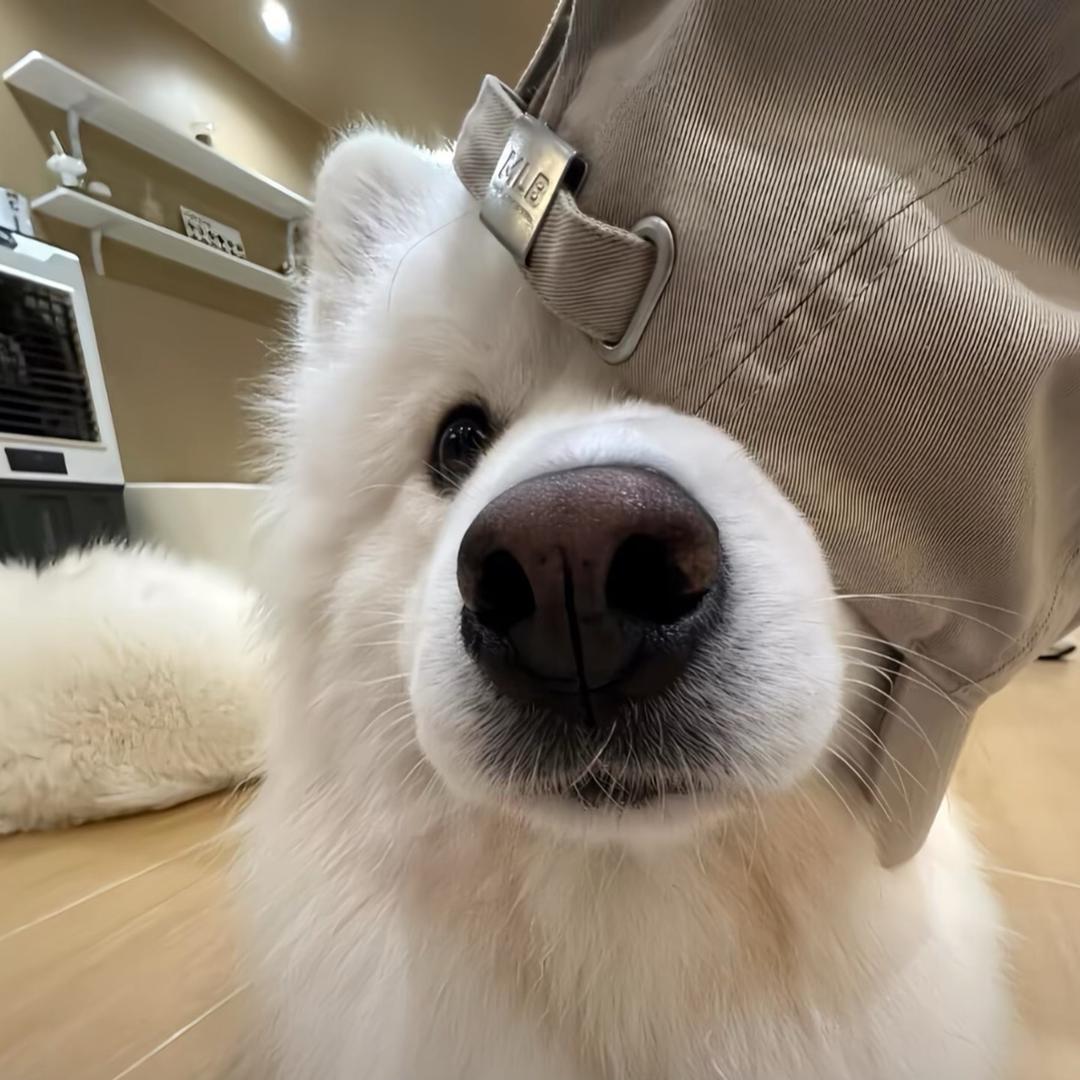喜欢丑的