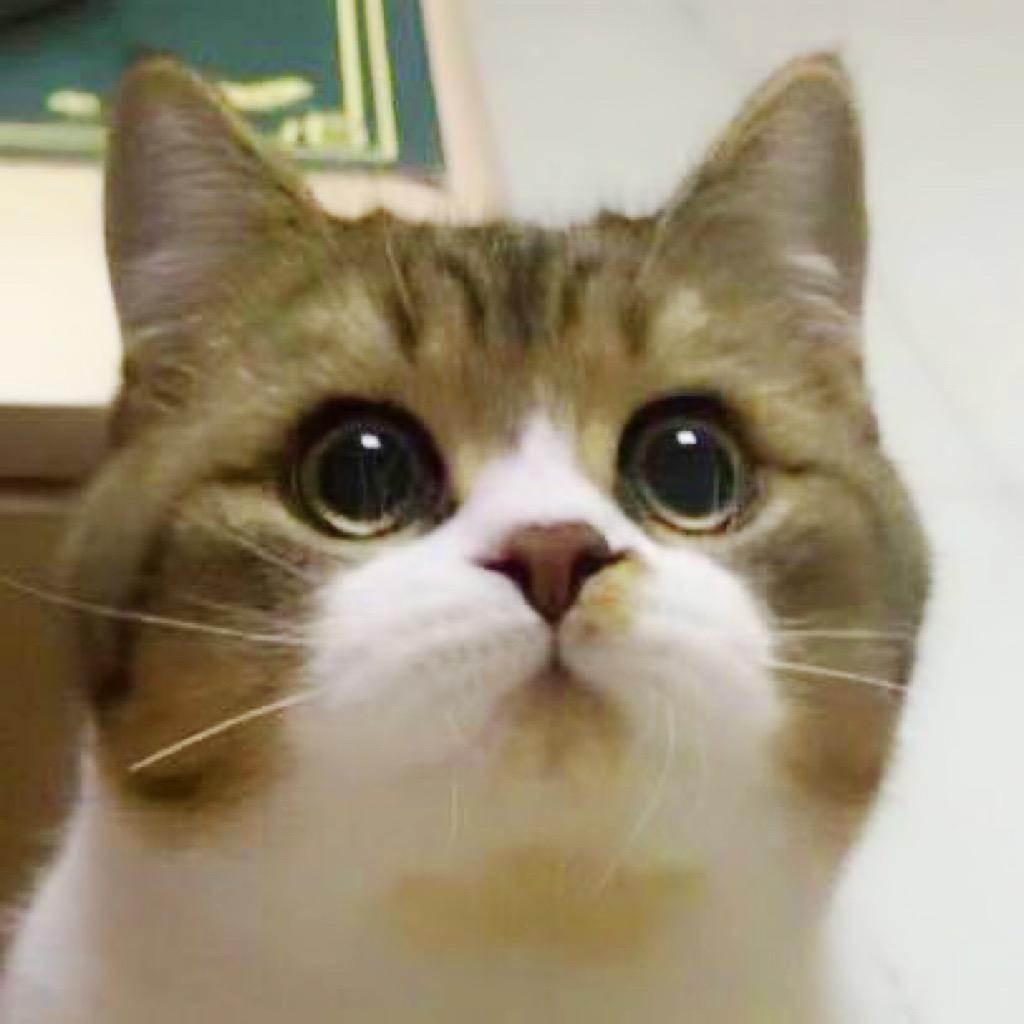 嘻哈四猫妈