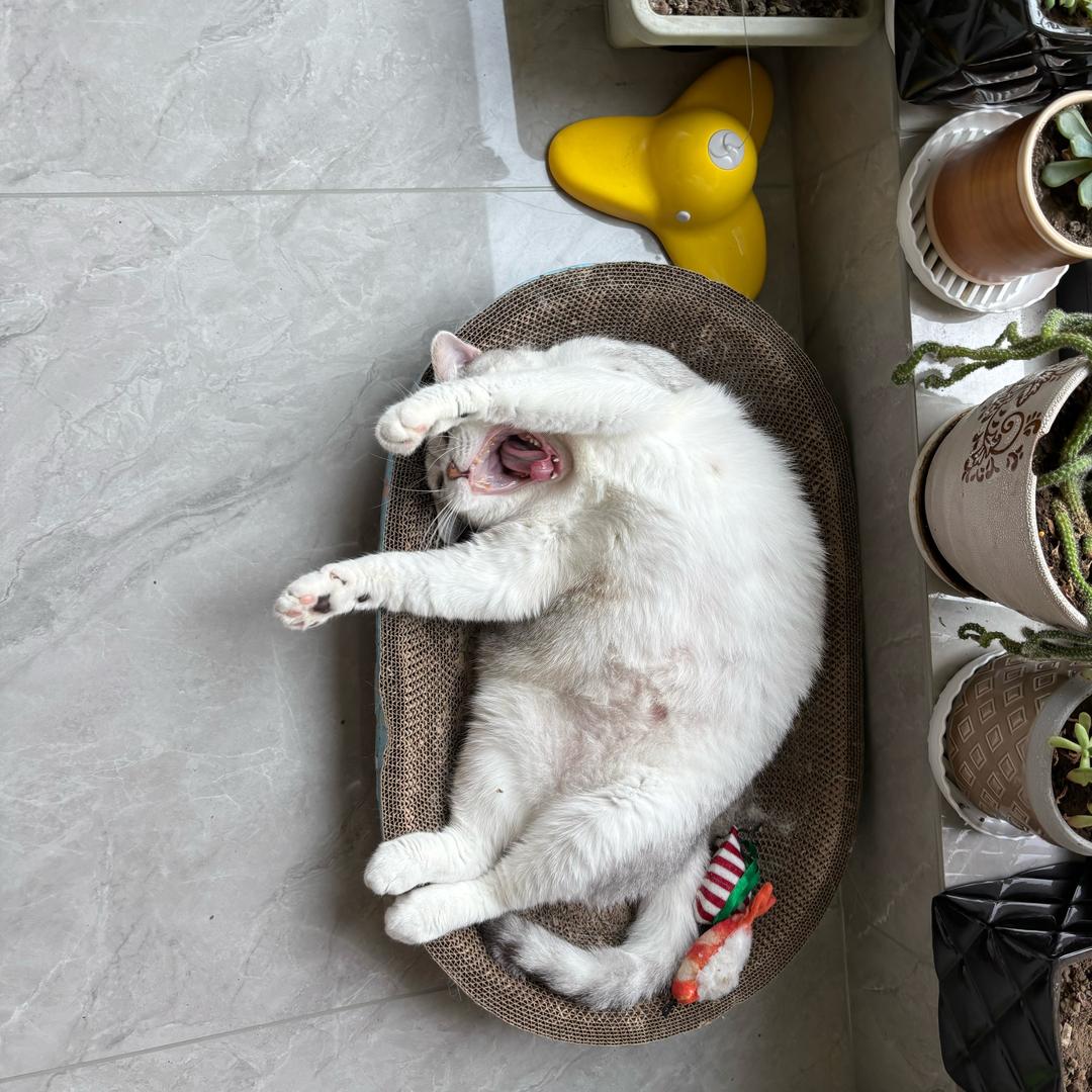 福福今天运动了吗