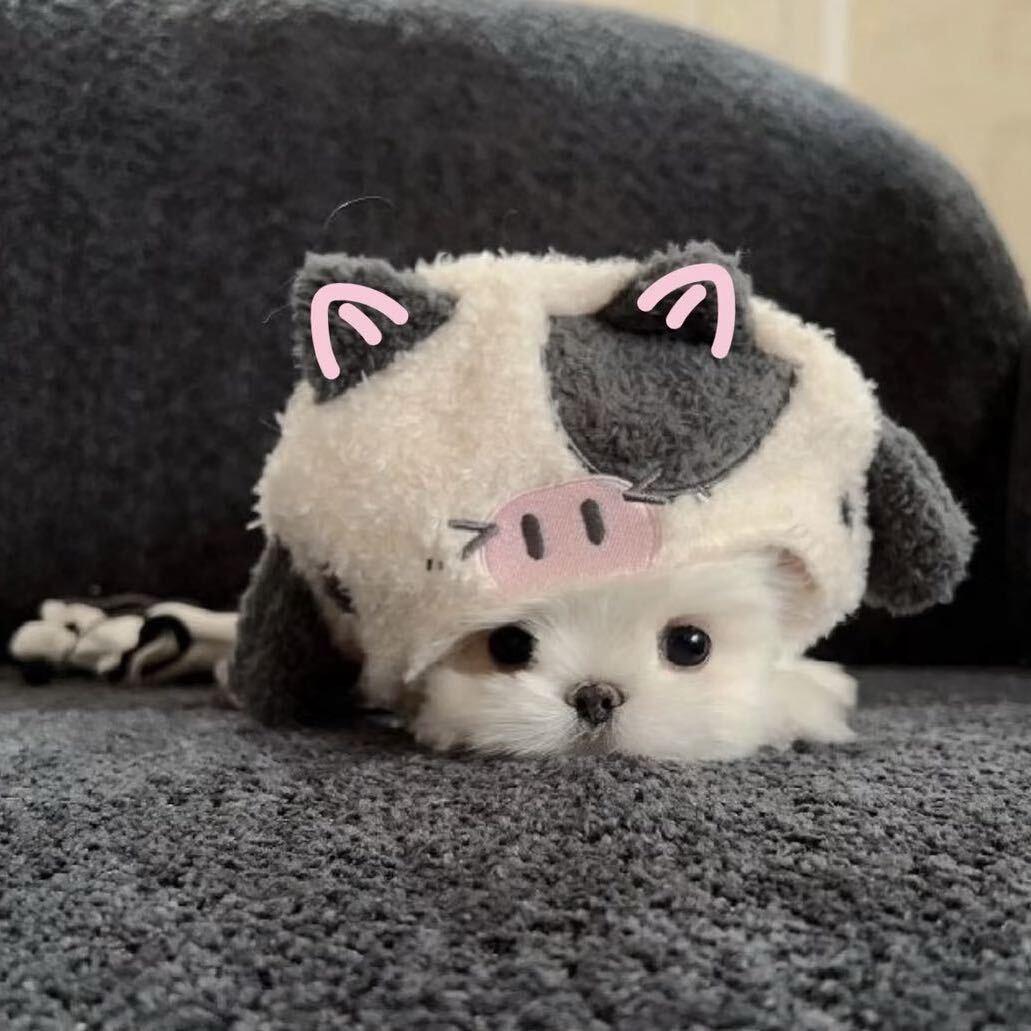 吃番茄不吃西红柿