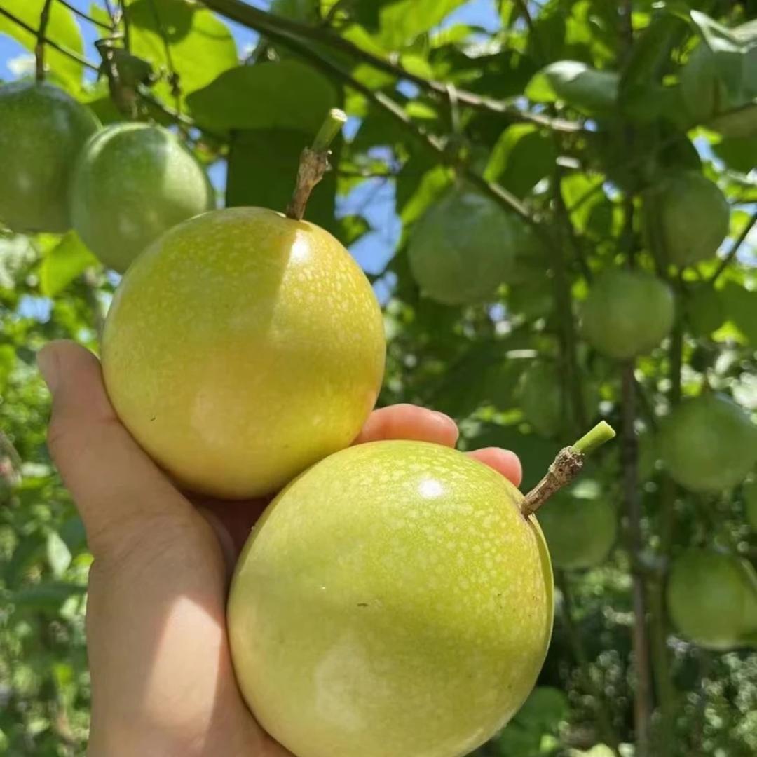 钦蜜百果园艺店