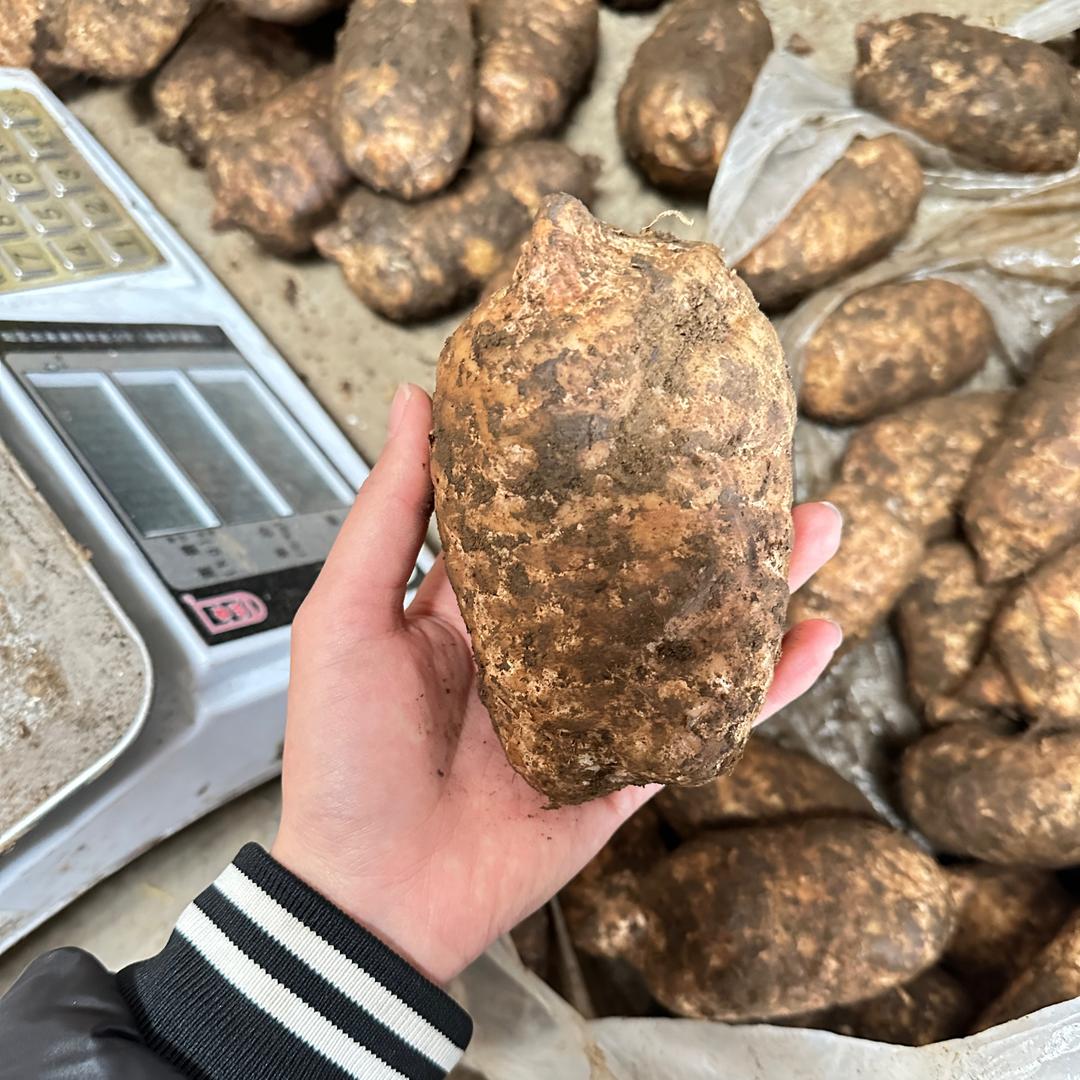 小袁家的天麻山