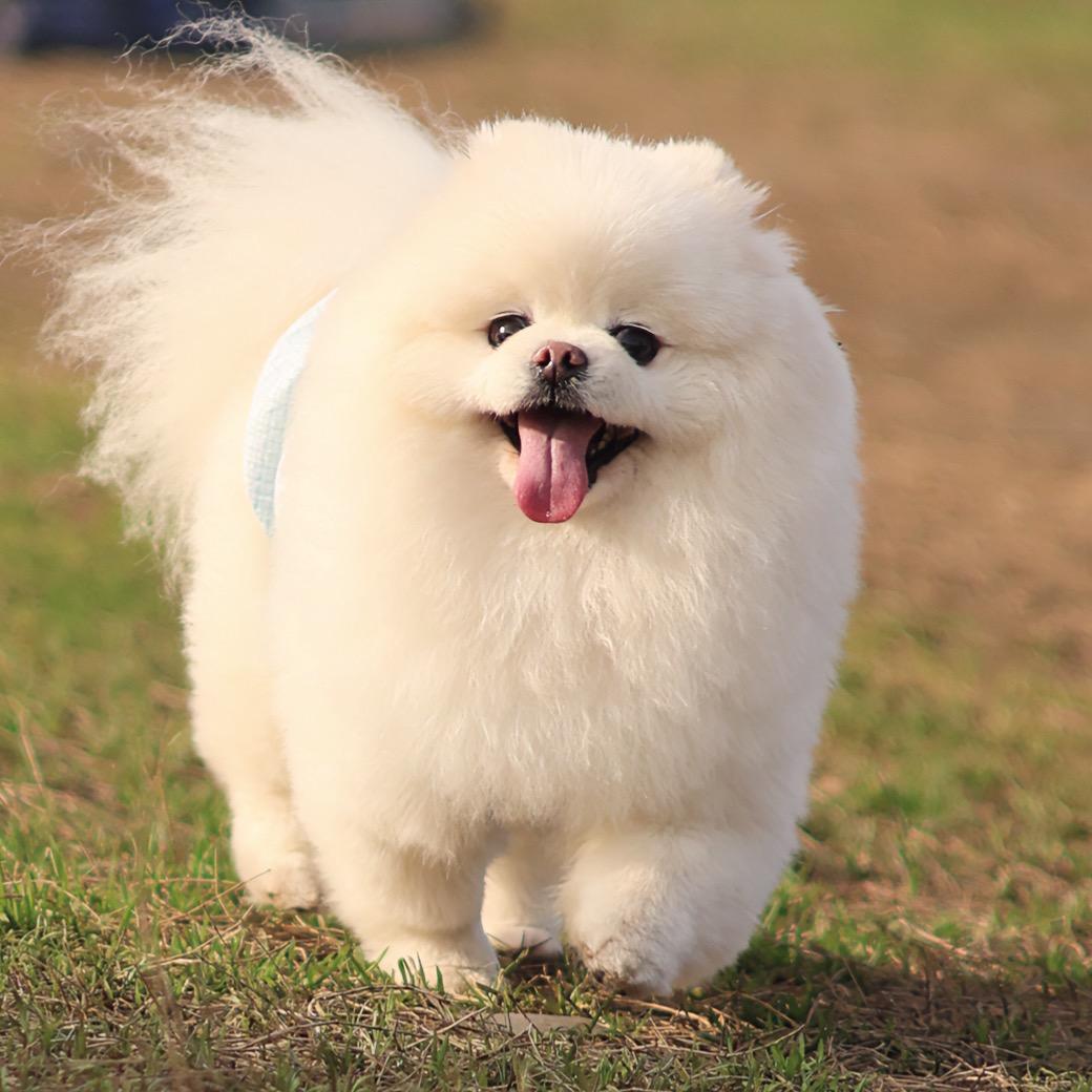 一休猪儿妹