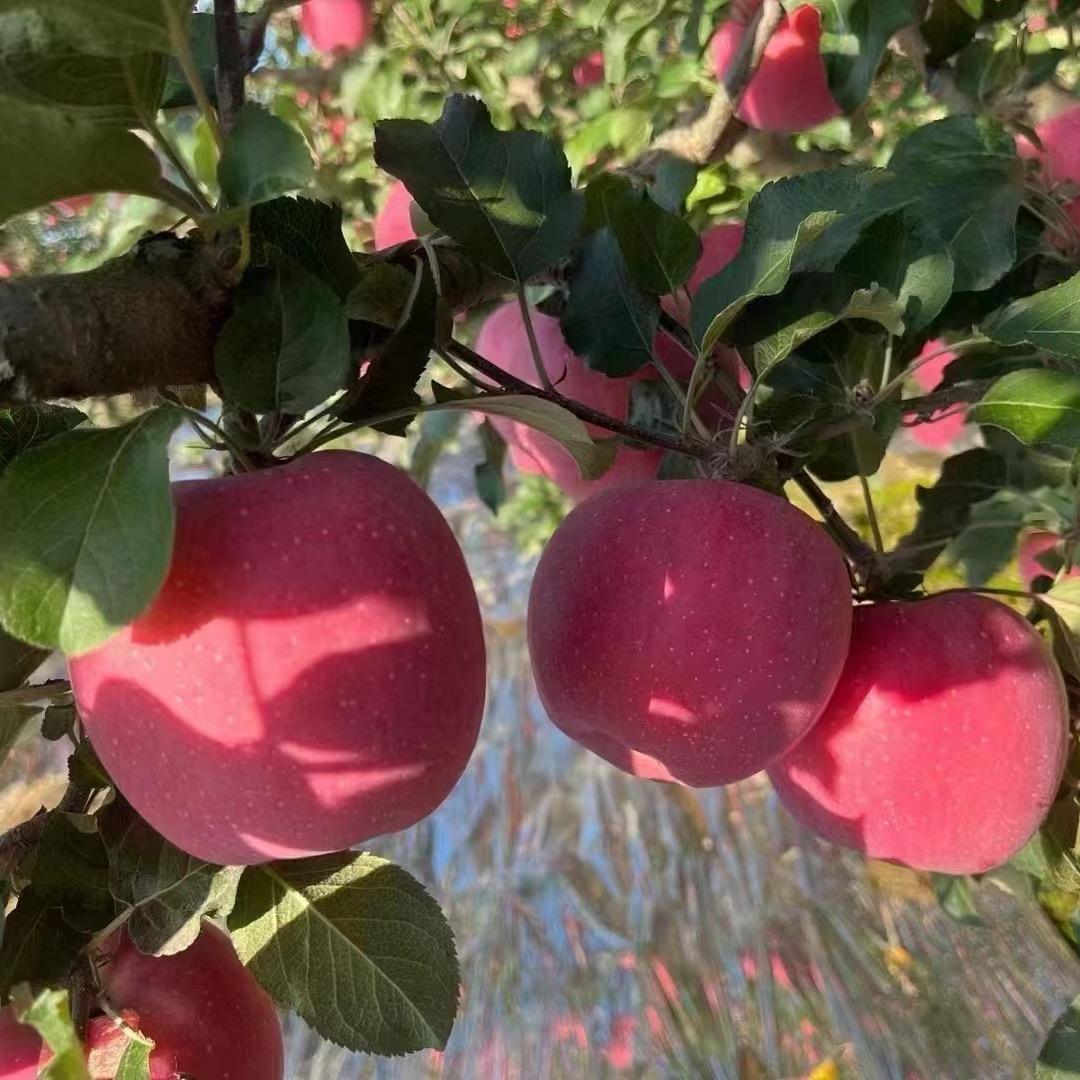 小陈🍎