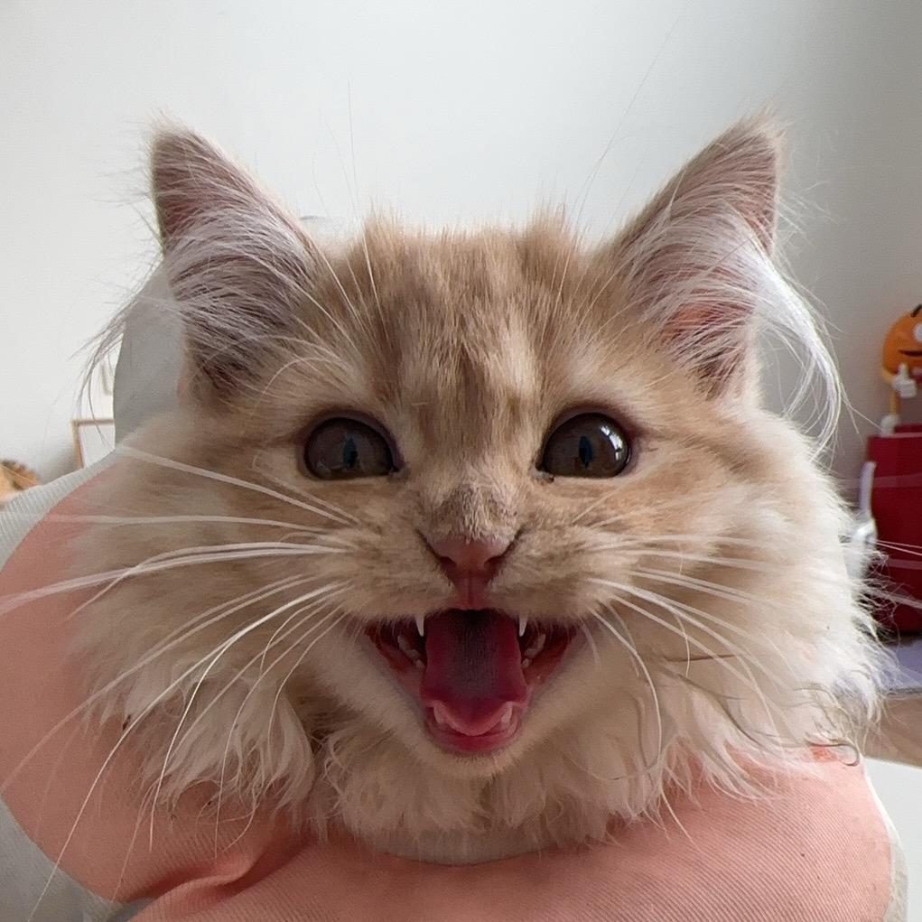 哈拉少是只猫