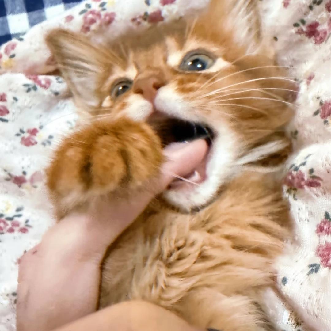 ㅎ_別掰我萌牙：