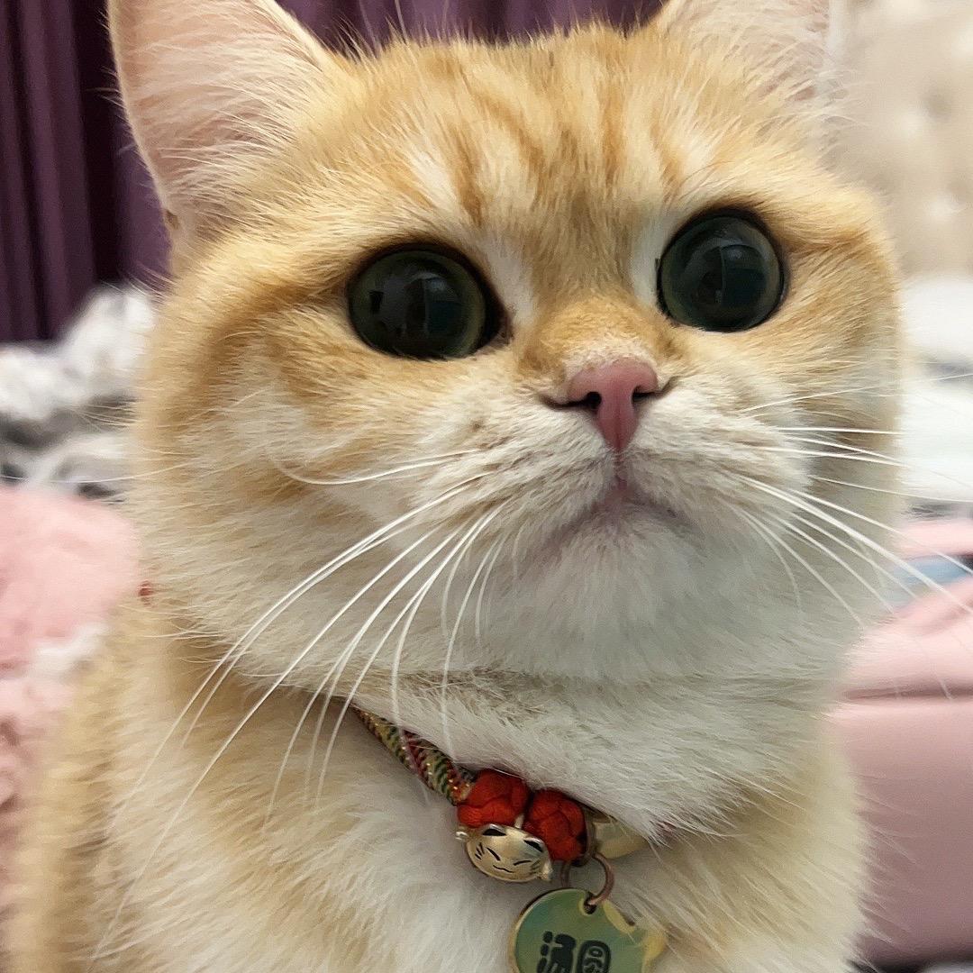 蓝气球和一见倾心