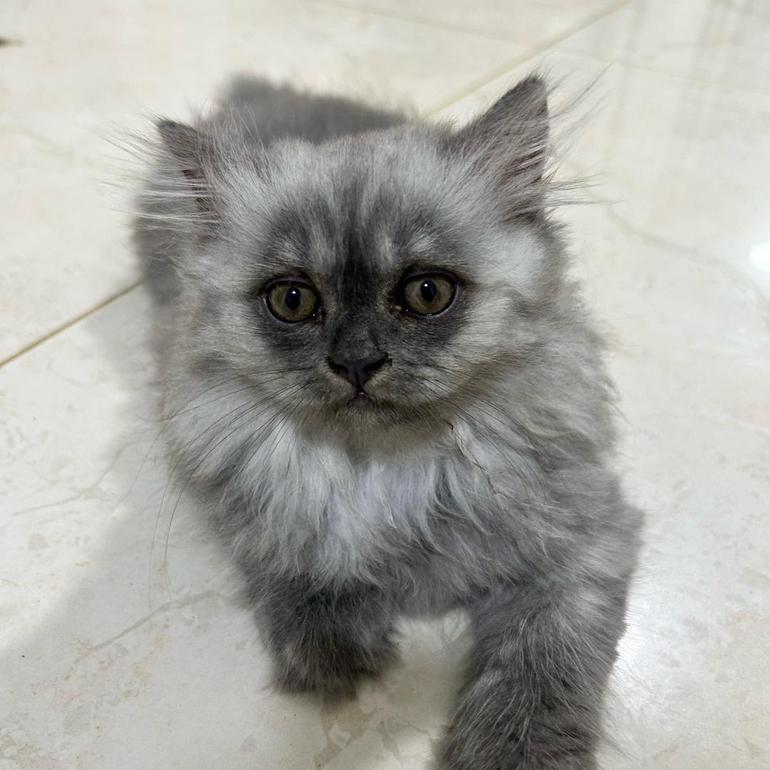 ☠️👮🏼🦴📖🇨🇳