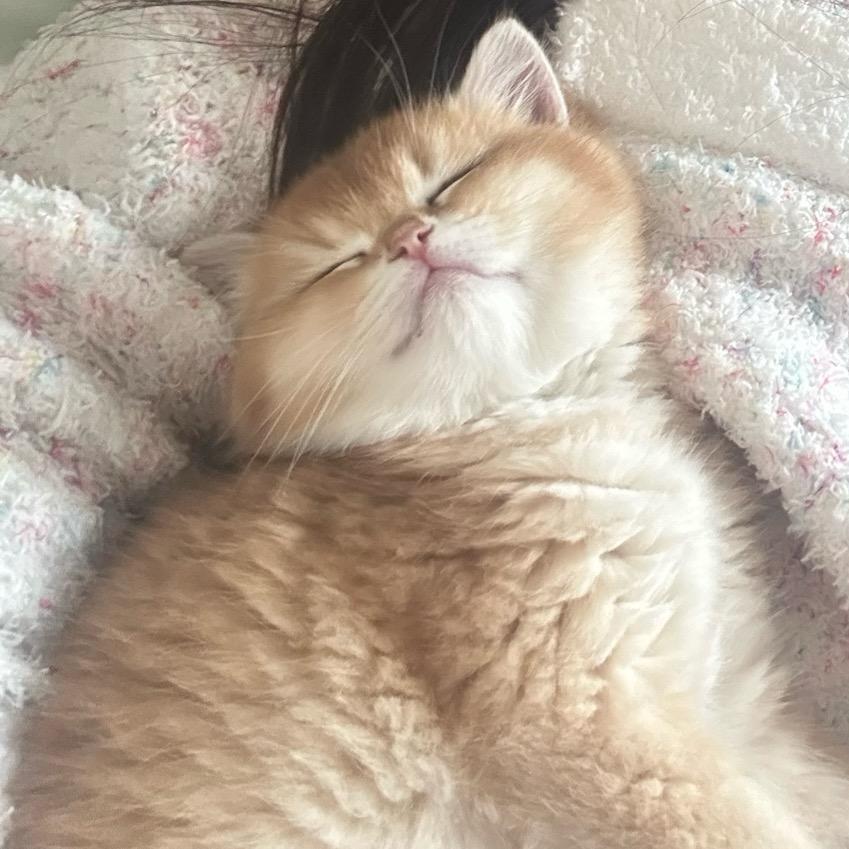 蛋挞是只喵🐱