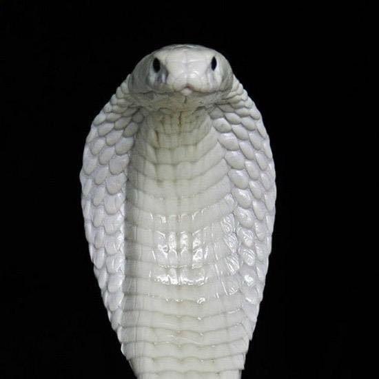 理工大芭蕾首席（找工作版）