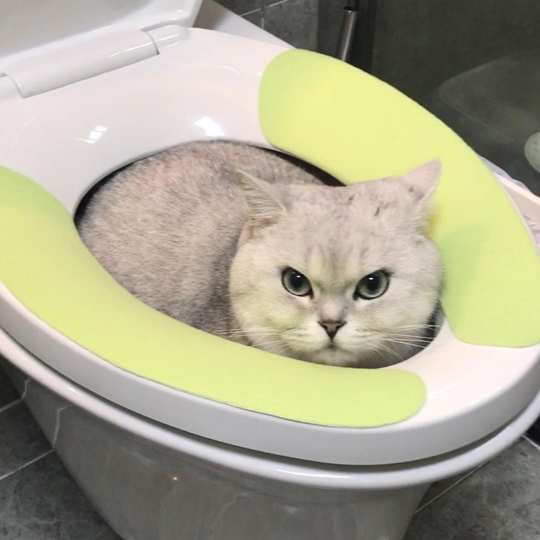 蹲马桶的奶油